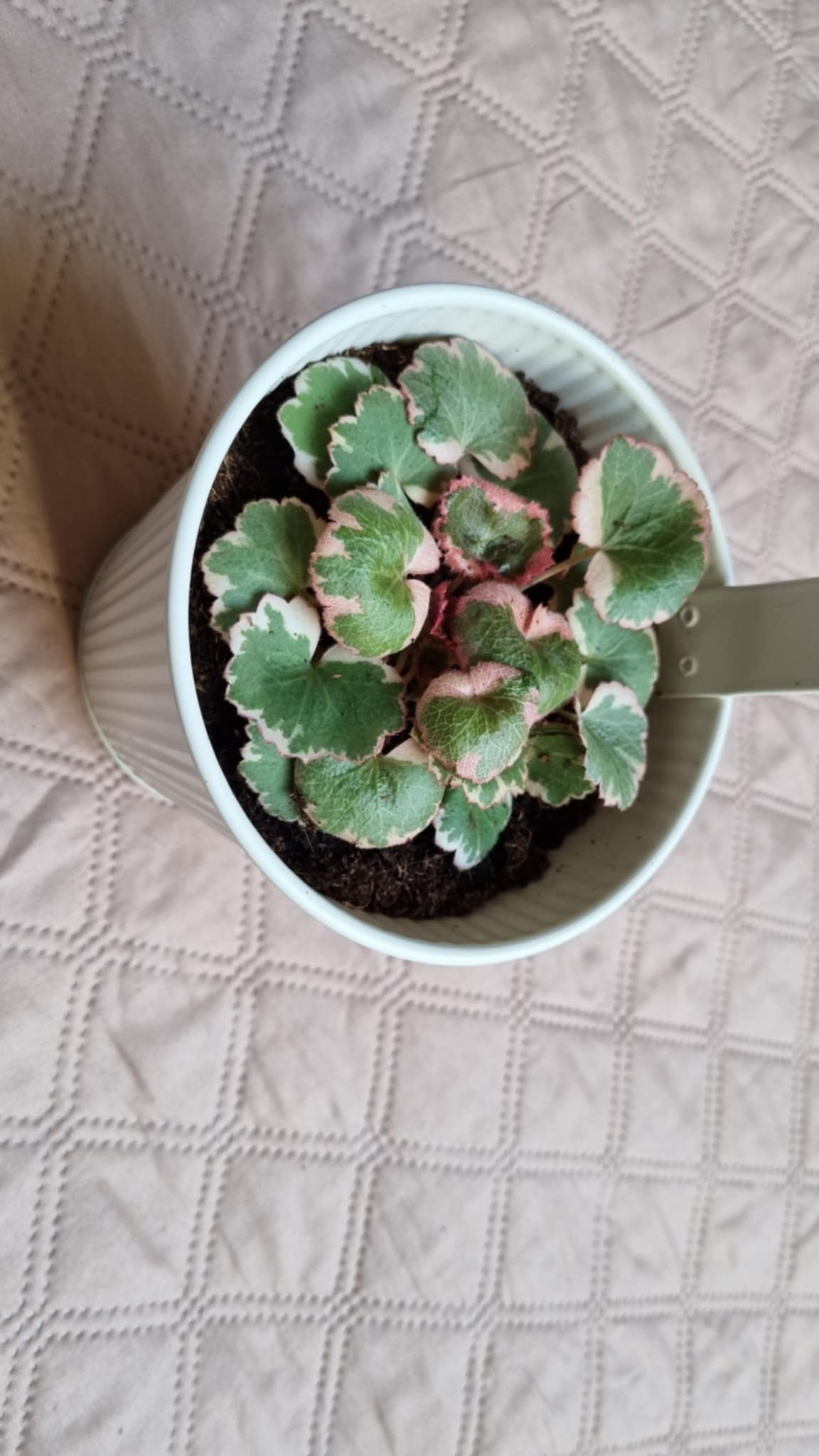 Saxifraga stolonifera Curtis Image 1